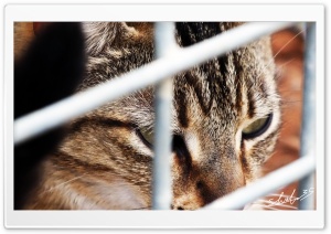 Caged Cat Ultra HD Wallpaper for 4K UHD Widescreen desktop, tablet & smartphone