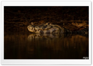 Caiman, Predator, Stealth, Water, Reptile 4K UHD Wallpaper for Widescreen and UltraWide Desktop, UltraHD TV, Smartphone, Tablet