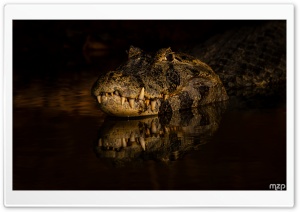Caiman, Predator, Stealth, Water, Reptile, Amazon Rainforest, Wildlife 4K UHD Wallpaper for Widescreen and UltraWide Desktop, UltraHD TV, Smartphone, Tablet