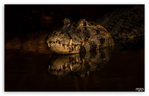 Caiman, Predator, Stealth, Water, Reptile, Amazon Rainforest, Wildlife UltraHD Wallpaper for UHD 16:9 ; HD 16:9 ; Widescreen 16:10 5:3 ; Fullscreen 4:3 5:4 3:2 ;
