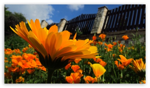 calendula UltraHD Wallpaper for UHD 16:9 ; HD 16:9 ;