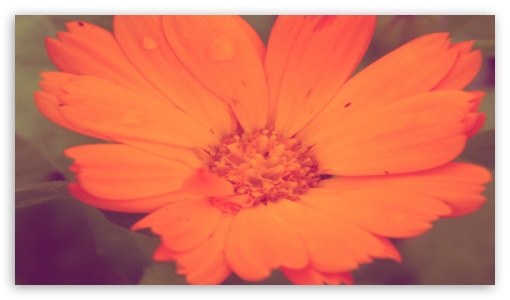 Calendula UltraHD Wallpaper for 8K UHD TV 16:9 Ultra High Definition 2160p 1440p 1080p 900p 720p ;