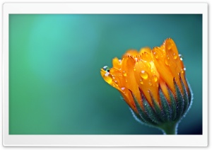 Calendula Marigold Flower Ultra HD Wallpaper for 4K UHD Widescreen desktop, tablet & smartphone