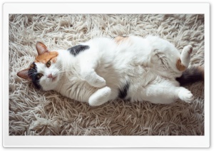 Calico Cat Ultra HD Wallpaper for 4K UHD Widescreen desktop, tablet & smartphone