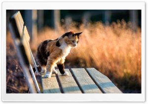 Calico Kitten Ultra HD Wallpaper for 4K UHD Widescreen desktop, tablet & smartphone