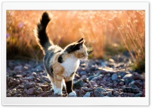 Calico Kitten Outside Ultra HD Wallpaper for 4K UHD Widescreen desktop, tablet & smartphone