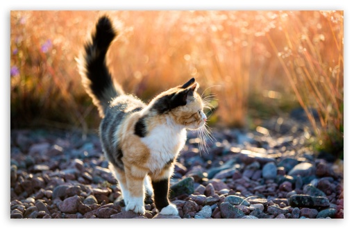 calico cats outside