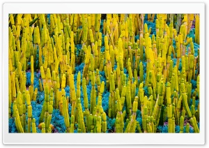 California Cactus Plants Ultra HD Wallpaper for 4K UHD Widescreen desktop, tablet & smartphone