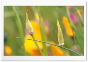California Poppies 1 4K UHD Wallpaper for Widescreen and UltraWide Desktop, UltraHD TV, Smartphone, Tablet