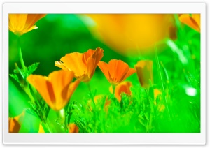 California Poppies Ultra HD Wallpaper for 4K UHD Widescreen desktop, tablet & smartphone