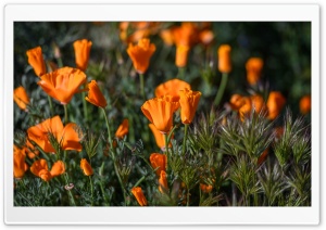 California Poppies Field Flowers Ultra HD Wallpaper for 4K UHD Widescreen desktop, tablet & smartphone