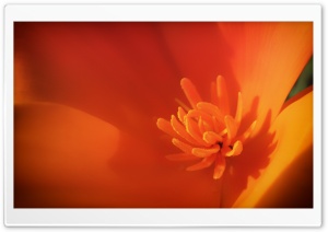 California Poppy Ultra HD Wallpaper for 4K UHD Widescreen desktop, tablet & smartphone
