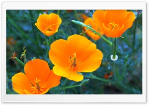 California Poppy Closeup Ultra HD Wallpaper for 4K UHD Widescreen desktop, tablet & smartphone