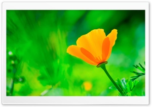 California Poppy, Green Background Ultra HD Wallpaper for 4K UHD Widescreen desktop, tablet & smartphone