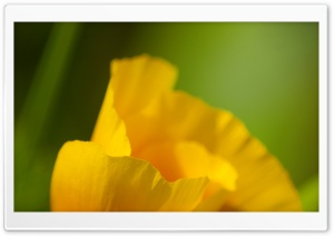 California Poppy Macro Ultra HD Wallpaper for 4K UHD Widescreen desktop, tablet & smartphone