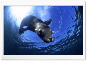 California Sealion Ultra HD Wallpaper for 4K UHD Widescreen desktop, tablet & smartphone