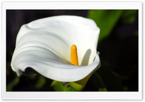 Calla Flower Macro Ultra HD Wallpaper for 4K UHD Widescreen desktop, tablet & smartphone