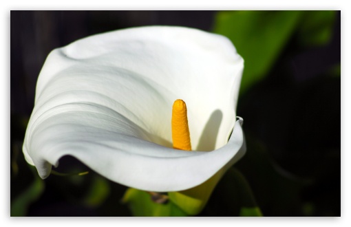 Calla Flower Macro UltraHD Wallpaper for UHD 16:9 2160p 1440p 1080p 900p 720p ; 8K UHD TV 16:9 Ultra High Definition 2160p 1440p 1080p 900p 720p ; Widescreen 16:10 5:3 WHXGA WQXGA WUXGA WXGA WGA ; Fullscreen 4:3 5:4 3:2 UXGA XGA SVGA QSXGA SXGA DVGA HVGA HQVGA ( Apple PowerBook G4 iPhone 4 3G 3GS iPod Touch ) ;