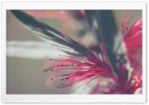 Callistemon Citrinus Flowers Ultra HD Wallpaper for 4K UHD Widescreen desktop, tablet & smartphone