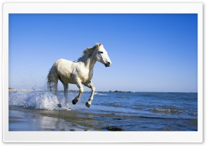 Camargue Horse Ultra HD Wallpaper for 4K UHD Widescreen desktop, tablet & smartphone