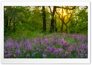 Camas Lily Field at Sunrise 4K UHD Wallpaper for Widescreen and UltraWide Desktop, UltraHD TV, Smartphone, Tablet