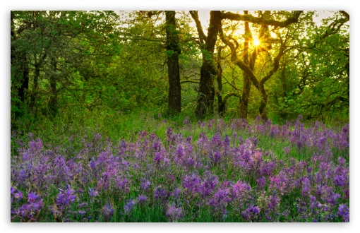 Camas Lily Field at Sunrise UltraHD Wallpaper for UHD 16:9 ; HD 16:9 ; UltraWide 21:9 24:10 32:9 32:10 ; Widescreen 16:10 ; Fullscreen 3:2 ; Tablet 1:1 ; Mobile 9:16 9:19.5 9:20 9:21 9:22 ; Dual 16:10 16:9 ;