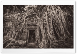 Cambodia Temple Tree Roots Ultra HD Wallpaper for 4K UHD Widescreen desktop, tablet & smartphone