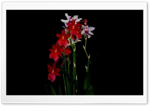 Cambria Orchids Ultra HD Wallpaper for 4K UHD Widescreen desktop, tablet & smartphone