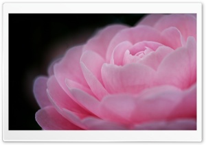 Camellia Ultra HD Wallpaper for 4K UHD Widescreen desktop, tablet & smartphone