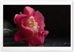 Camellia Flower Ultra HD Wallpaper for 4K UHD Widescreen desktop, tablet & smartphone