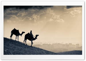 Camels Ultra HD Wallpaper for 4K UHD Widescreen desktop, tablet & smartphone