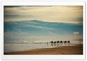 Camels On The Beach Ultra HD Wallpaper for 4K UHD Widescreen desktop, tablet & smartphone