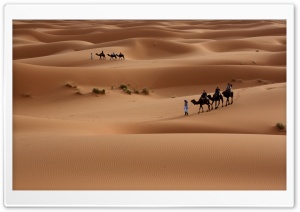 Camels Tour Ultra HD Wallpaper for 4K UHD Widescreen desktop, tablet & smartphone