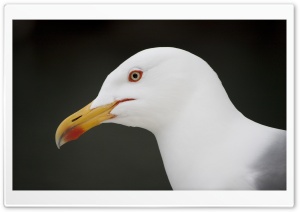 Camogli Seagull Ultra HD Wallpaper for 4K UHD Widescreen desktop, tablet & smartphone