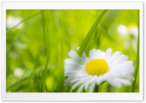 Camomile Ultra HD Wallpaper for 4K UHD Widescreen desktop, tablet & smartphone
