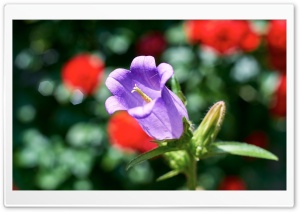 Campanula Bellflower Macro 4K UHD Wallpaper for Widescreen and UltraWide Desktop, UltraHD TV, Smartphone, Tablet