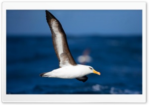 Campbell Albatross Bird in Flight over Sea Ultra HD Wallpaper for 4K UHD Widescreen Desktop, Lockscreen, Screensaver, TV, Tablet, Smartphone