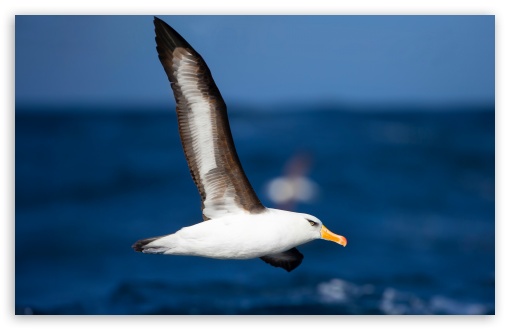 Campbell Albatross Bird in Flight over Sea UltraHD Wallpaper for UHD 16:9 2160p 1440p 1080p 900p 720p ; 8K UHD TV 16:9 Ultra High Definition 2160p 1440p 1080p 900p 720p ; UltraWide 21:9 24:10 ; Widescreen 16:10 5:3 WHXGA WQXGA WUXGA WXGA WGA ; Fullscreen 4:3 5:4 3:2 UXGA XGA SVGA QSXGA SXGA DVGA HVGA HQVGA ( Apple PowerBook G4 iPhone 4 3G 3GS iPod Touch ) ; Tablet 1:1 ; Mobile 3:4 - ;