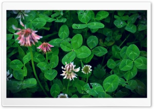 Can You Find a Four-Leaf Clover Ultra HD Wallpaper for 4K UHD Widescreen desktop, tablet & smartphone