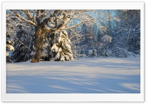 Canadian Winter Forest Ultra HD Wallpaper for 4K UHD Widescreen Desktop, Lockscreen, Screensaver, TV, Tablet, Smartphone