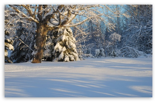 Canadian Winter Forest UltraHD Wallpaper for HD 16:9 ; Widescreen 16:10 5:3 ; Fullscreen 3:2 ;