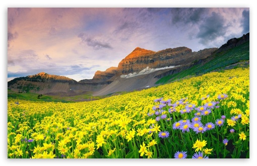 desktop wallpaper hd flowers landscape
