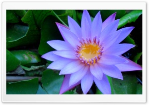 Cape Blue Water Lily Ultra HD Wallpaper for 4K UHD Widescreen desktop, tablet & smartphone