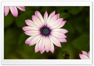 Cape Daisy Ultra HD Wallpaper for 4K UHD Widescreen desktop, tablet & smartphone