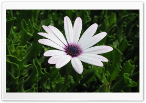 Cape Daisy Flower Ultra HD Wallpaper for 4K UHD Widescreen desktop, tablet & smartphone