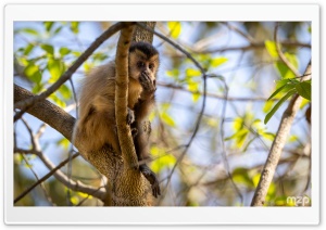 Capuchin Monkey, Primate, Arboreal, Rainforest, Amazon, Wildlife 4K UHD Wallpaper for Widescreen and UltraWide Desktop, UltraHD TV, Smartphone, Tablet