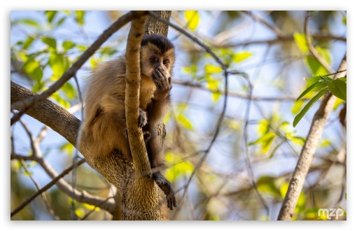 Capuchin Monkey, Primate, Arboreal, Rainforest, Amazon, Wildlife UltraHD Wallpaper for UHD 16:9 ; HD 16:9 ; Widescreen 16:10 5:3 ; Fullscreen 4:3 5:4 3:2 ;