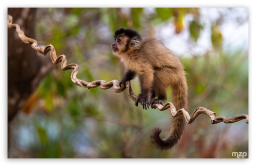 Capuchin Monkey, Primate, New World Monkey, Rainforest, Amazon UltraHD Wallpaper for UHD 16:9 ; HD 16:9 ; Widescreen 16:10 5:3 ; Fullscreen 4:3 5:4 3:2 ; Tablet 1:1 ;