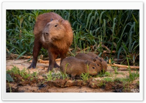 Capybara, Family, Wildlife, Nature, Amazon, Wetlands 4K UHD Wallpaper for Widescreen and UltraWide Desktop, UltraHD TV, Smartphone, Tablet