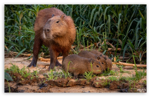 Capybara, Family, Wildlife, Nature, Amazon, Wetlands UltraHD Wallpaper for Widescreen 16:10 ; Fullscreen 4:3 5:4 3:2 ;
